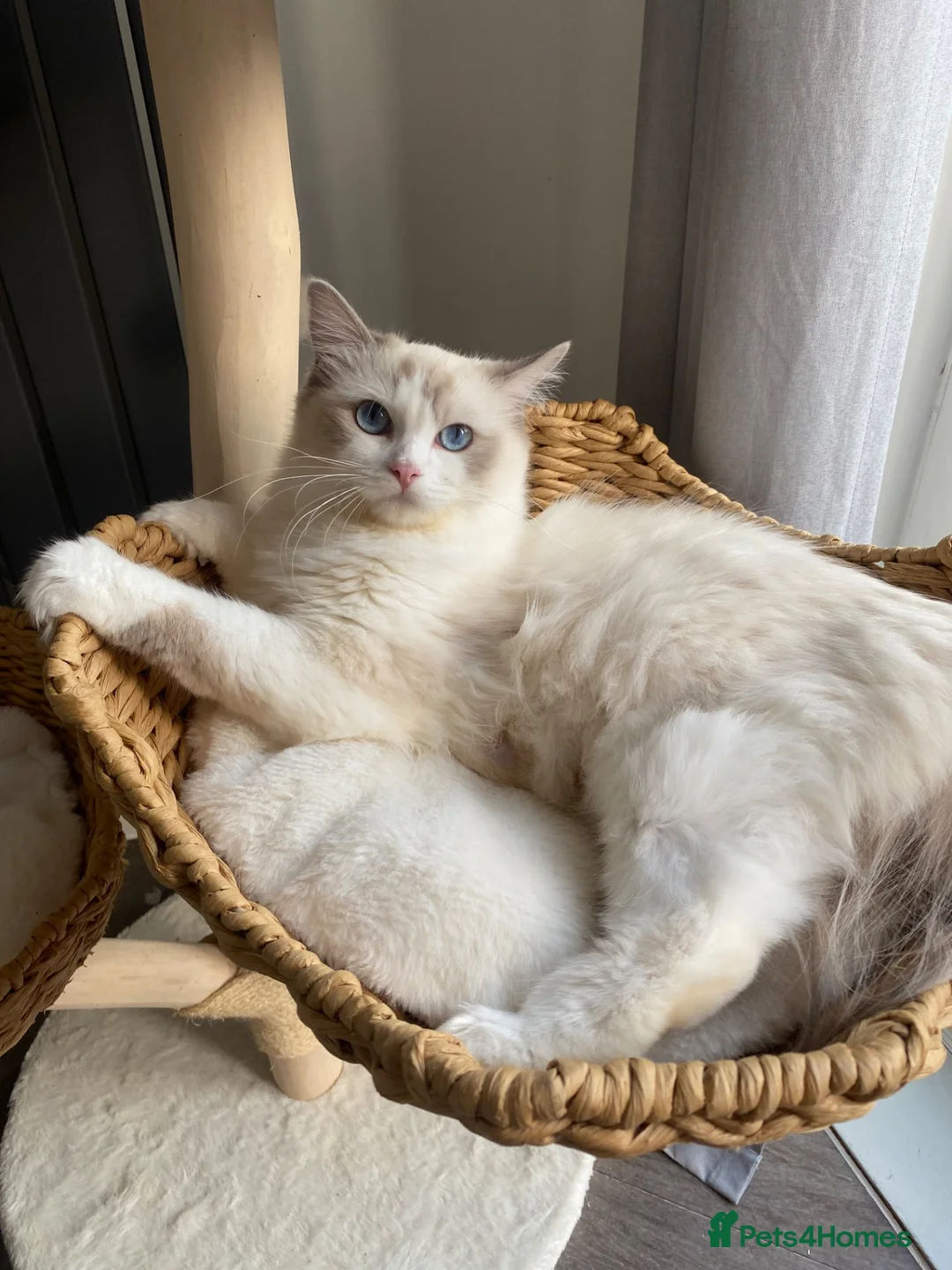 Ragdoll cats for sale: Ragdoll female  - Advert 3