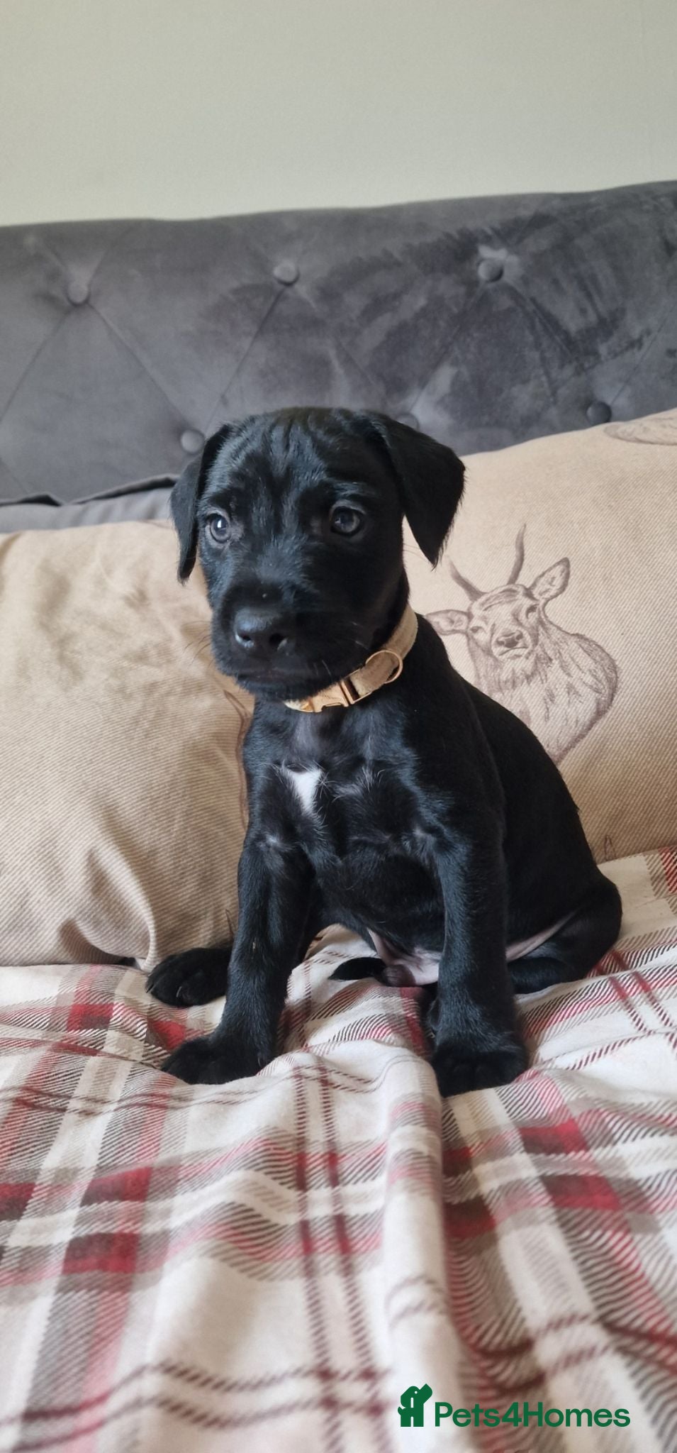 Patterdale Terrier dogs Last boy available ❤️  - Advert 14