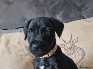 Patterdale Terrier dogs Last boy available ❤️ - Advert 1