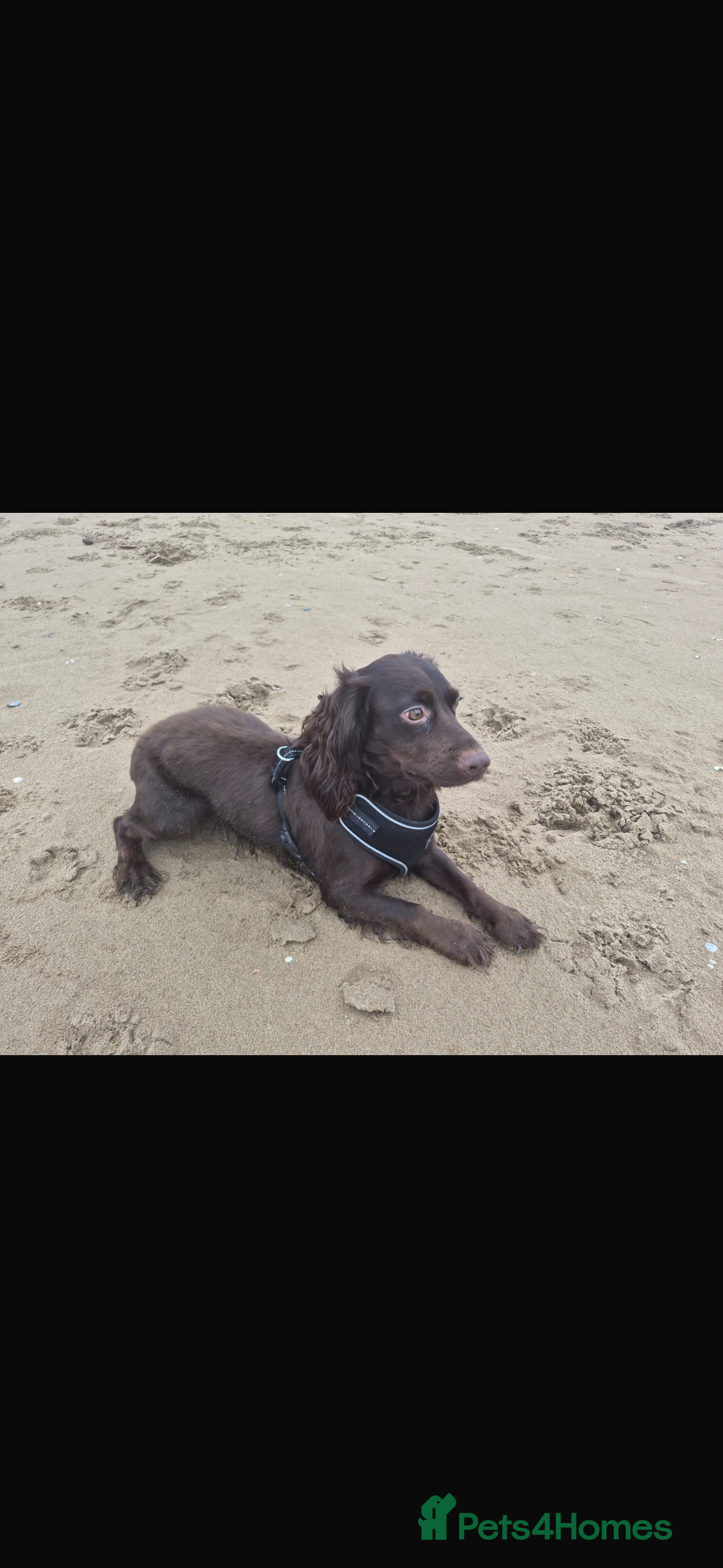 Cocker Spaniel dogs Working cocker spaniel. - Advert 2
