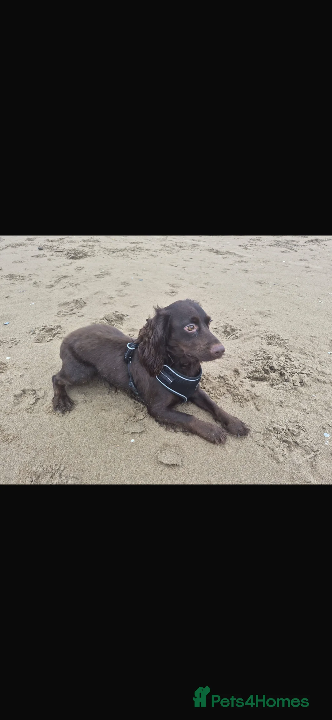 Cocker Spaniel dogs for sale: Working cocker spaniel. - Advert 1