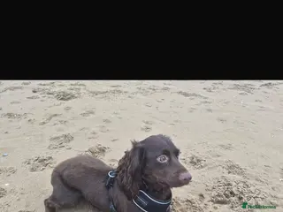 Cocker Spaniel dogs Working cocker spaniel. - Advert 9