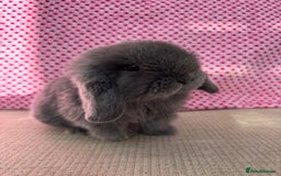 Mini Lop rabbits for sale: Beautiful mini lop kits  - Image 2