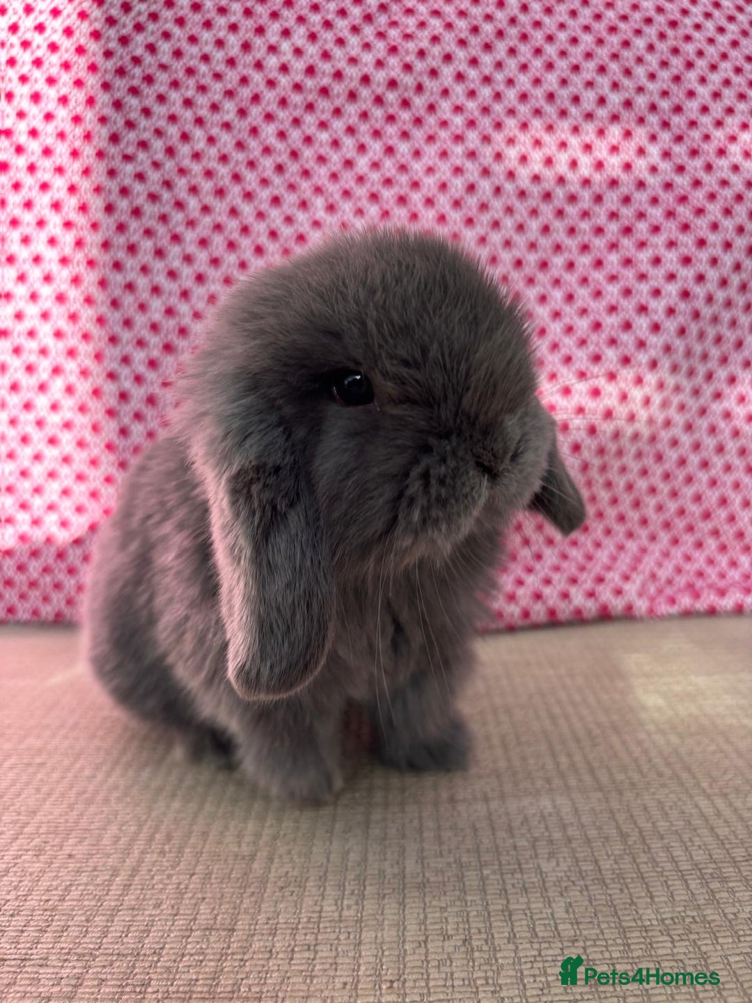 Mini Lop rabbits for sale: Beautiful mini lop kits  - Image 2