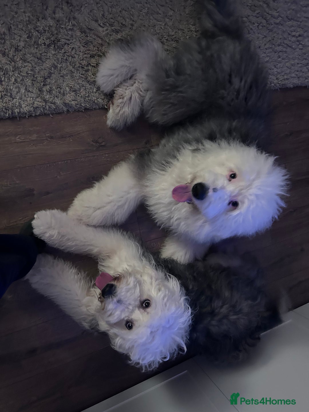 Old English Sheepdog dogs for sale: Old English Sheepdog pups due September  - Image 2