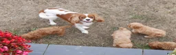 Cavapoo dogs for sale: Quality Health Tested F1 Toy Cavapoo Puppies - Advert 16