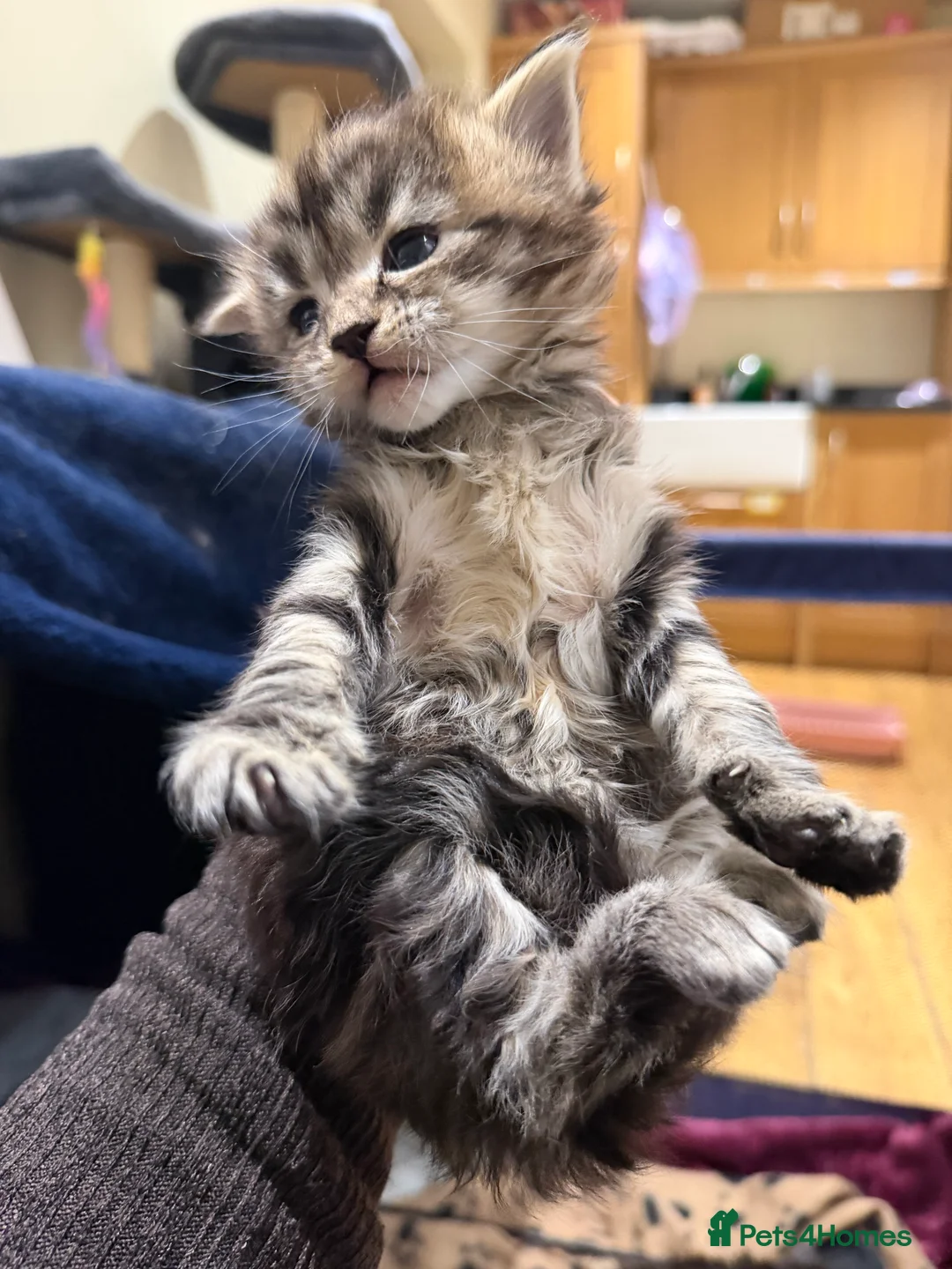 Maine Coon cats for sale: 1 left Purebred Maine Coon Kittens - TICA 🐾 - Advert 18