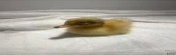 Ducks poultry for sale: 2 Welsh Harlequin Ducklings - Ready Now - Advert 4