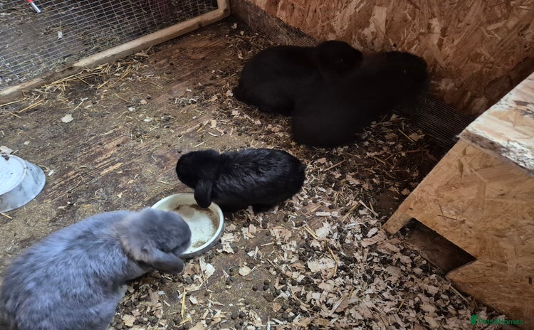 Mini Lop rabbits - Advert 4