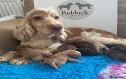Cockapoo dogs for sale: 👑 Stunning F1 Cockapoo puppies 👑 - Image 9