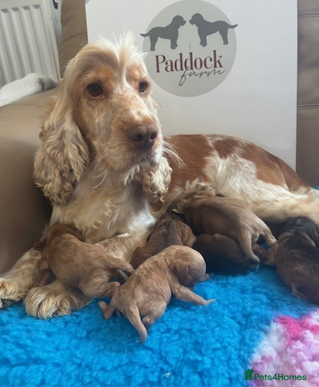 Cockapoo dogs for sale: 👑 Stunning F1 Cockapoo puppies 👑 - Image 9