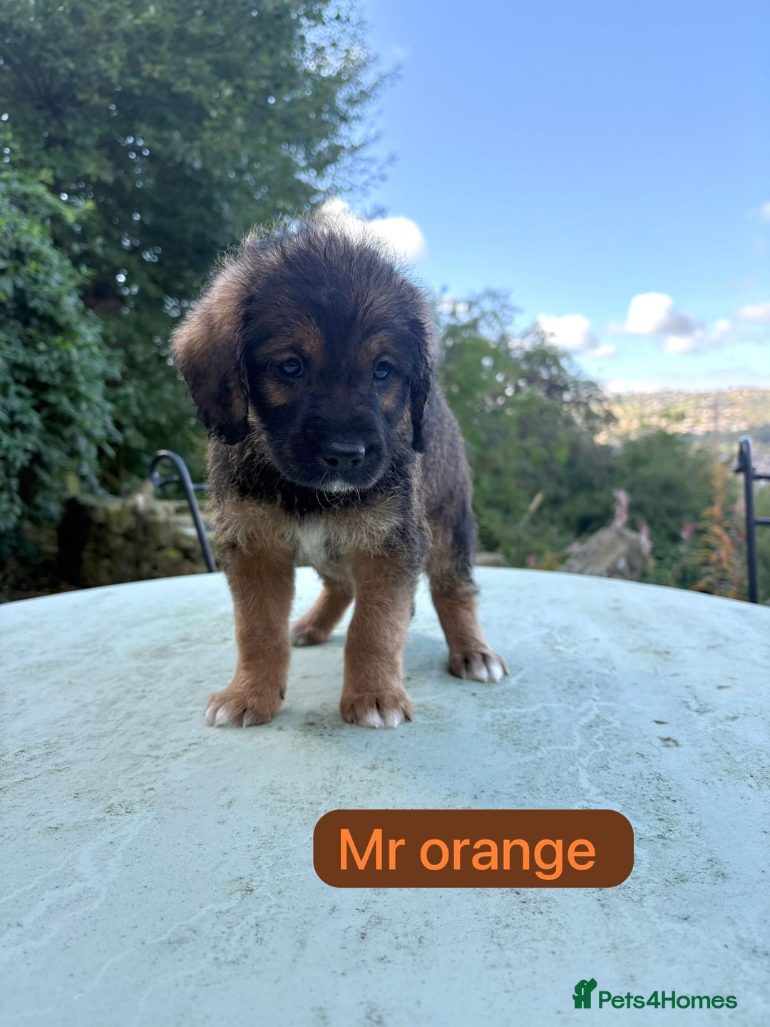 Mixed Breed dogs for sale: Outstanding Mini Saint Bernadoodle Puppies  - Image 15
