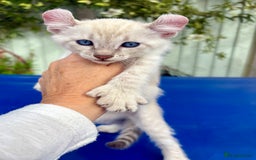 Bengal cats for sale: Gob smacking rare kittens  - Image 35