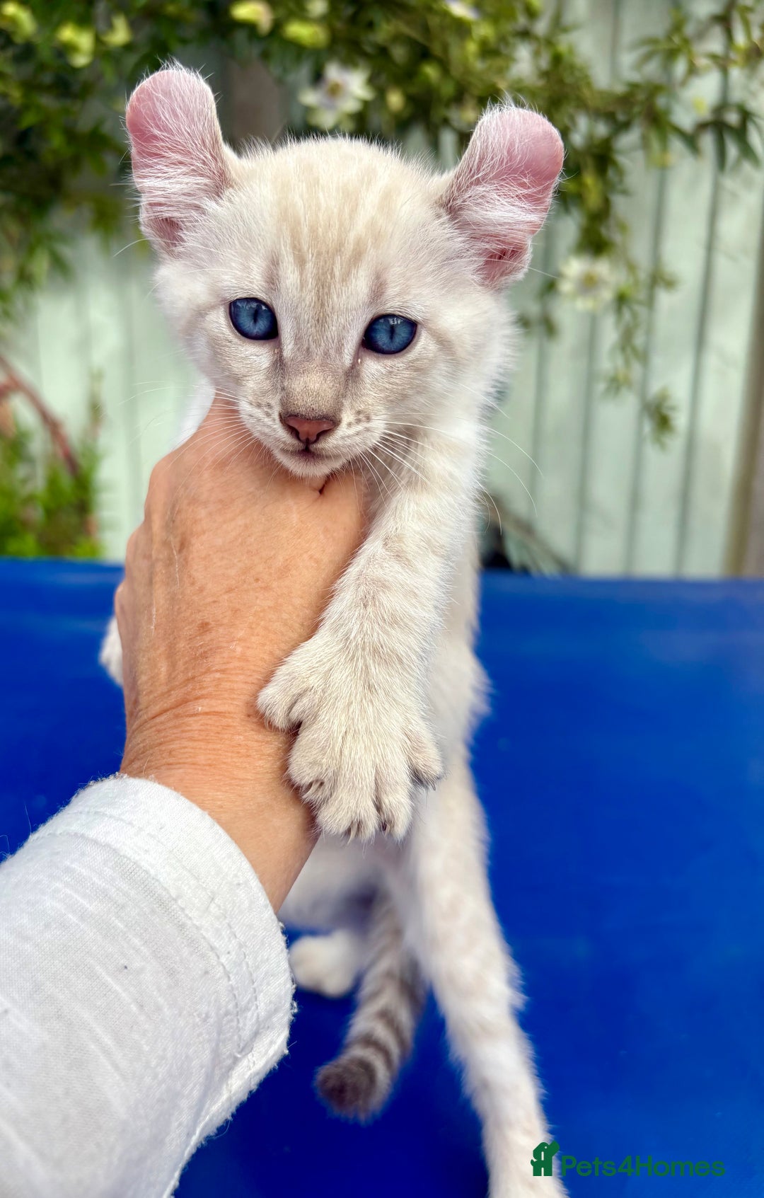 Bengal cats for sale: Gob smacking rare kittens  - Image 35