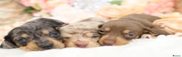 Miniature Dachshund dogs for sale: KC Miniature Dachshund Puppies - Advert 17