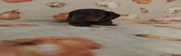 Miniature Dachshund dogs for sale: Miniat Dachshund puppy READY TO LEAVE  - Advert 12