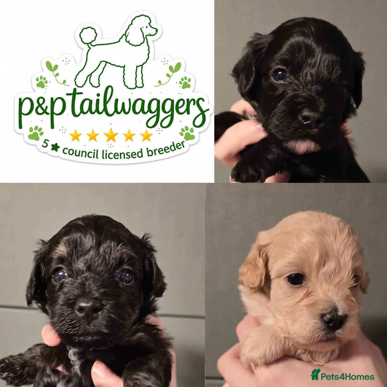 Maltipoo dogs Rare color F1 maltipoo female 5⭐️council licensed - Advert 17