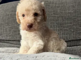 Cockapoo dogs Beautiful cockapoo puppies - Advert 1