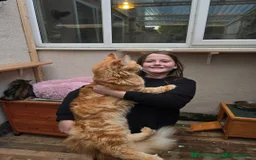 Maine Coon cats for sale: 😻😻beautiful Maine coone 👑👑😻♥️♥️ - Image 14