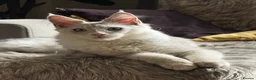 Maine Coon cats for sale: Shaded boy 💎💙 - Advert 2