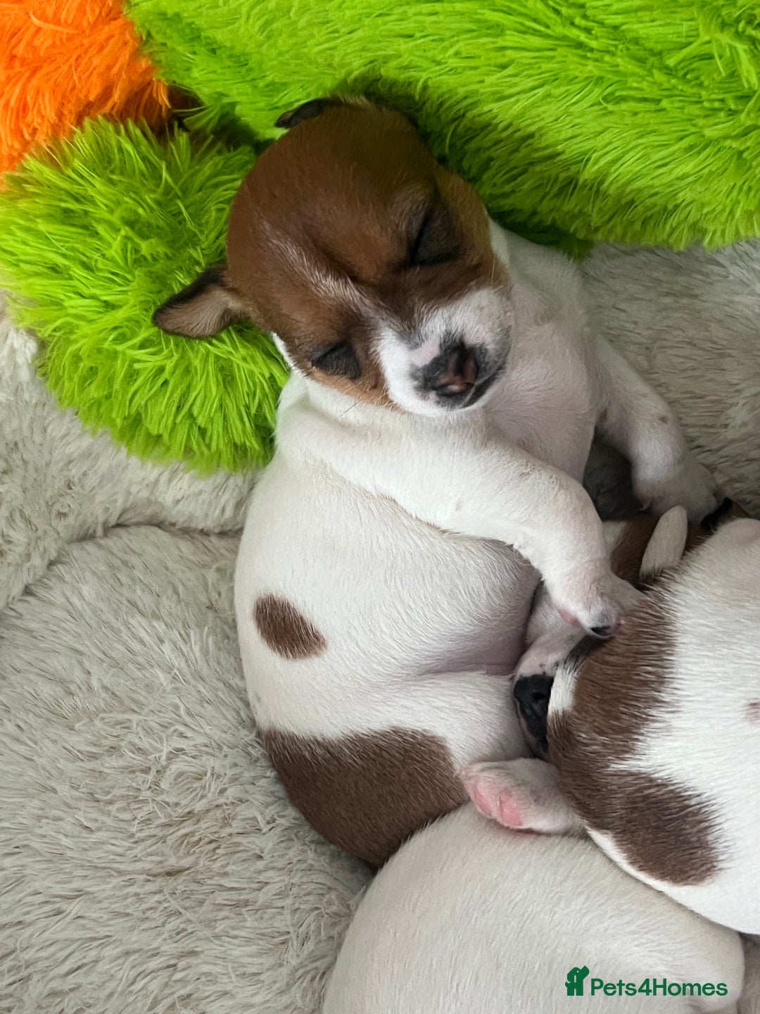 Jack Russell dogs for sale: Stunning Miniature Jack Russell Puppies!!! - Advert 5