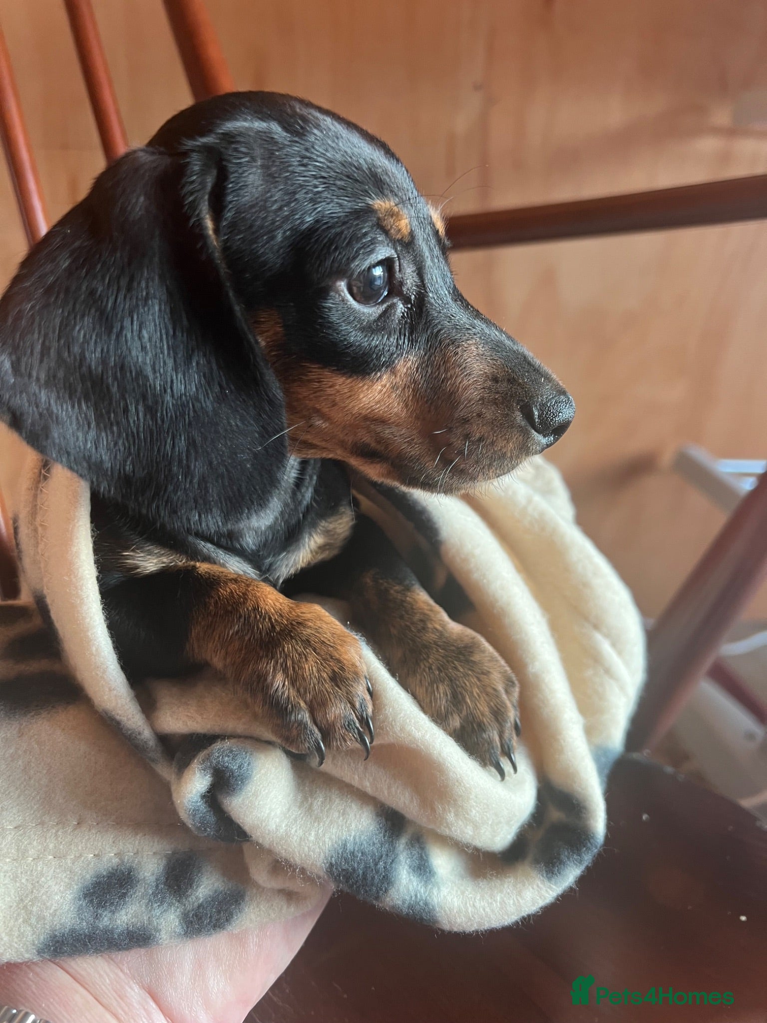 Dachshund dogs BLACK AND TAN PUPPY  - Advert 12