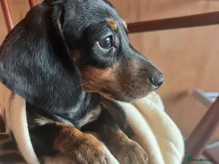 Dachshund dogs BLACK AND TAN PUPPY - Advert 12