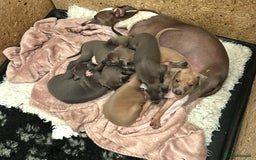 Italian Greyhound dogs for sale: Italian greyhound puppies  - Image 1
