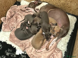 Italian Greyhound dogs - Advert 2