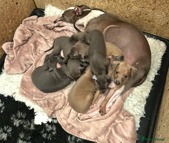 Italian Greyhound dogs - Advert 2