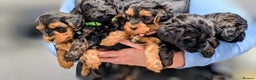Yorkiepoo dogs for sale: GENUINE F1 YORKIEPOO PUPPIES  - Advert 6
