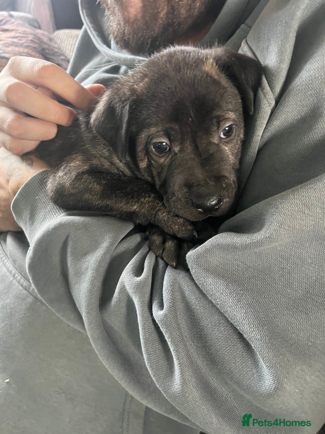 Mixed Breed dogs for sale: Lurcher x sharp pei - Advert 2