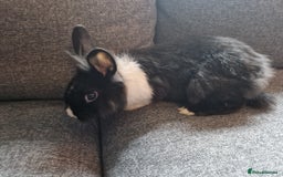 Mixed Breed rabbits for sale: Adorably cute baby bunnies-2 boys 1 girl available - Image 10