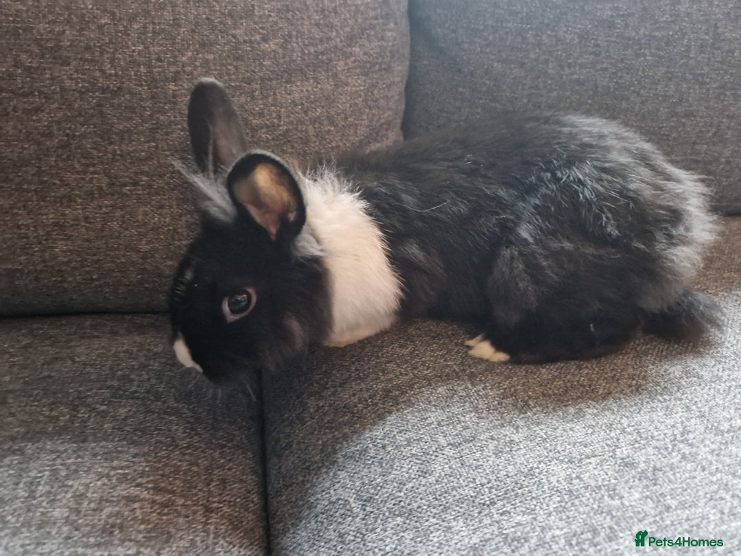 Mixed Breed rabbits for sale: Adorably cute baby bunnies-2 boys 1 girl available - Image 10