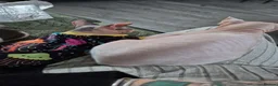 Sphynx cats for sale: Beautiful Sphynx cats need re homing  - Advert 2