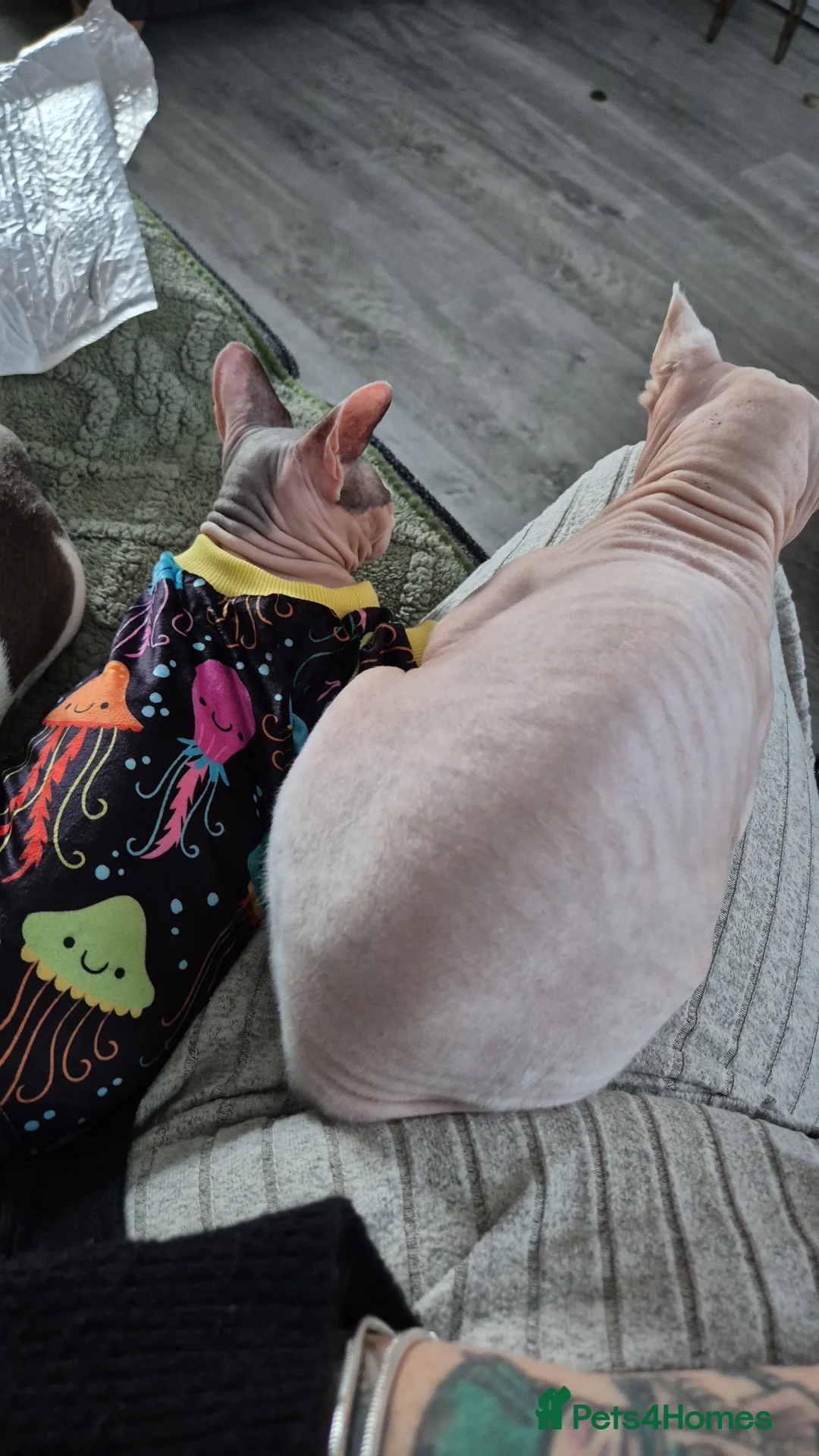 Sphynx cats for sale: Beautiful Sphynx cats need re homing  - Advert 2