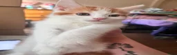 Mixed Breed cats for sale: 4 beautiful baby kittens - Advert 18