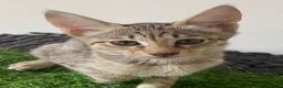 Savannah cats for sale: Savannah PED’G kitten last light bst girl F5SBT - Advert 3
