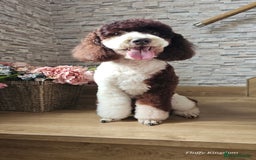 Labradoodle dogs for stud: FULLY HEALTH TESTED MOYEN POODLE STUD! in Kettering - Image 14