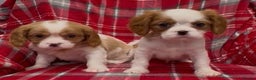 Cavalier King Charles Spaniel dogs for sale: 🌟 1st vaccine, vet checked & microchipped 🌟 - Advert 3