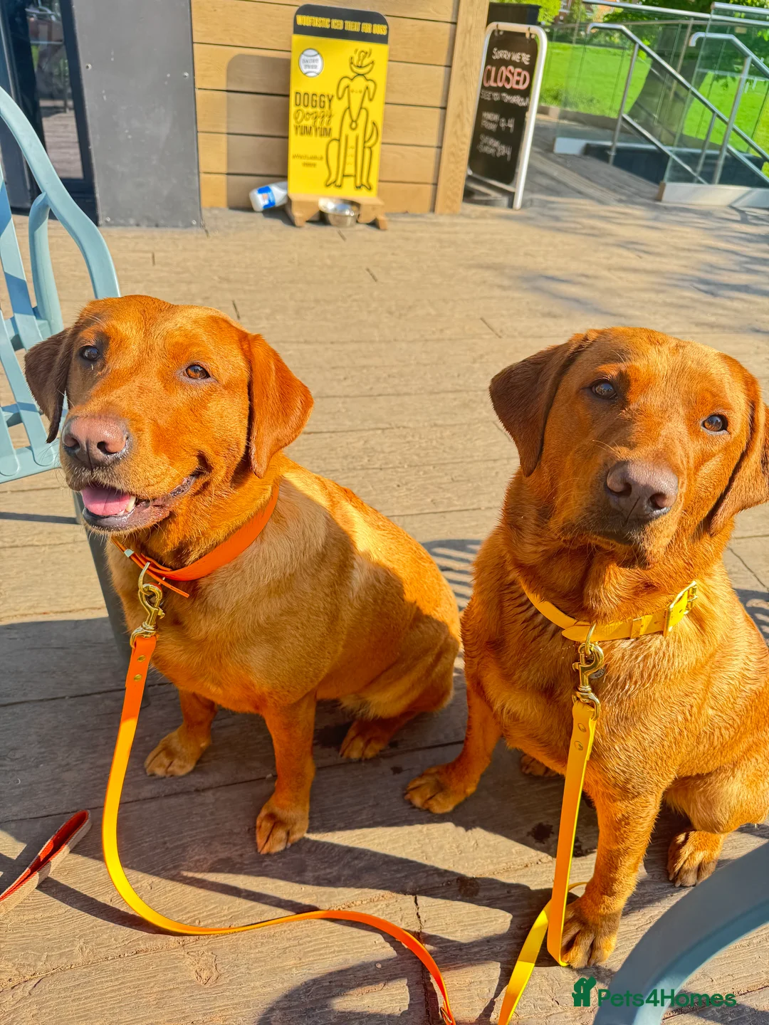 Labrador Retriever dogs for sale: CLOSED - Fox Red Labrador puppies.  - Advert 7