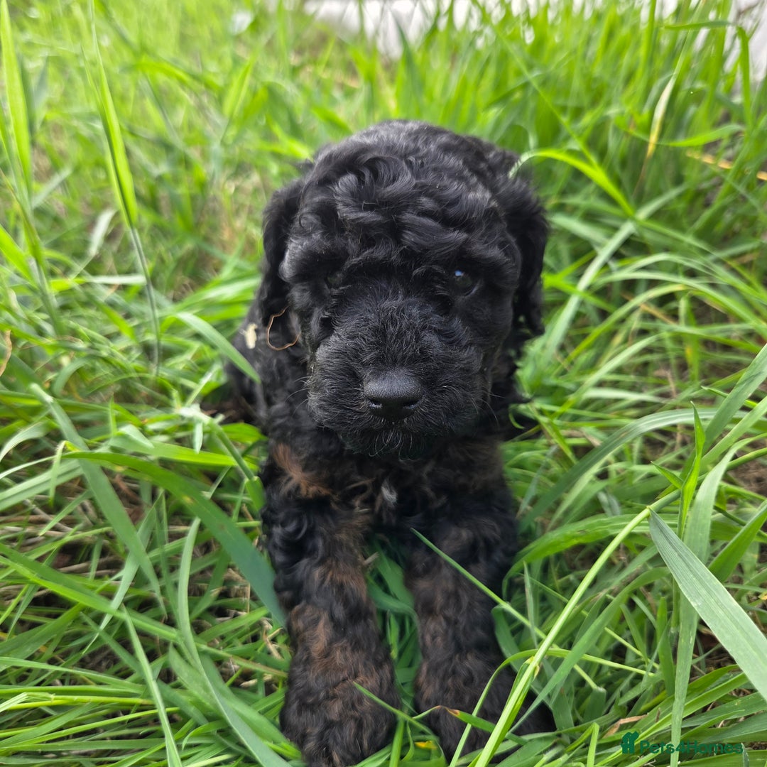 Miniature Poodle dogs for sale: Minature Poodles  - Image 8