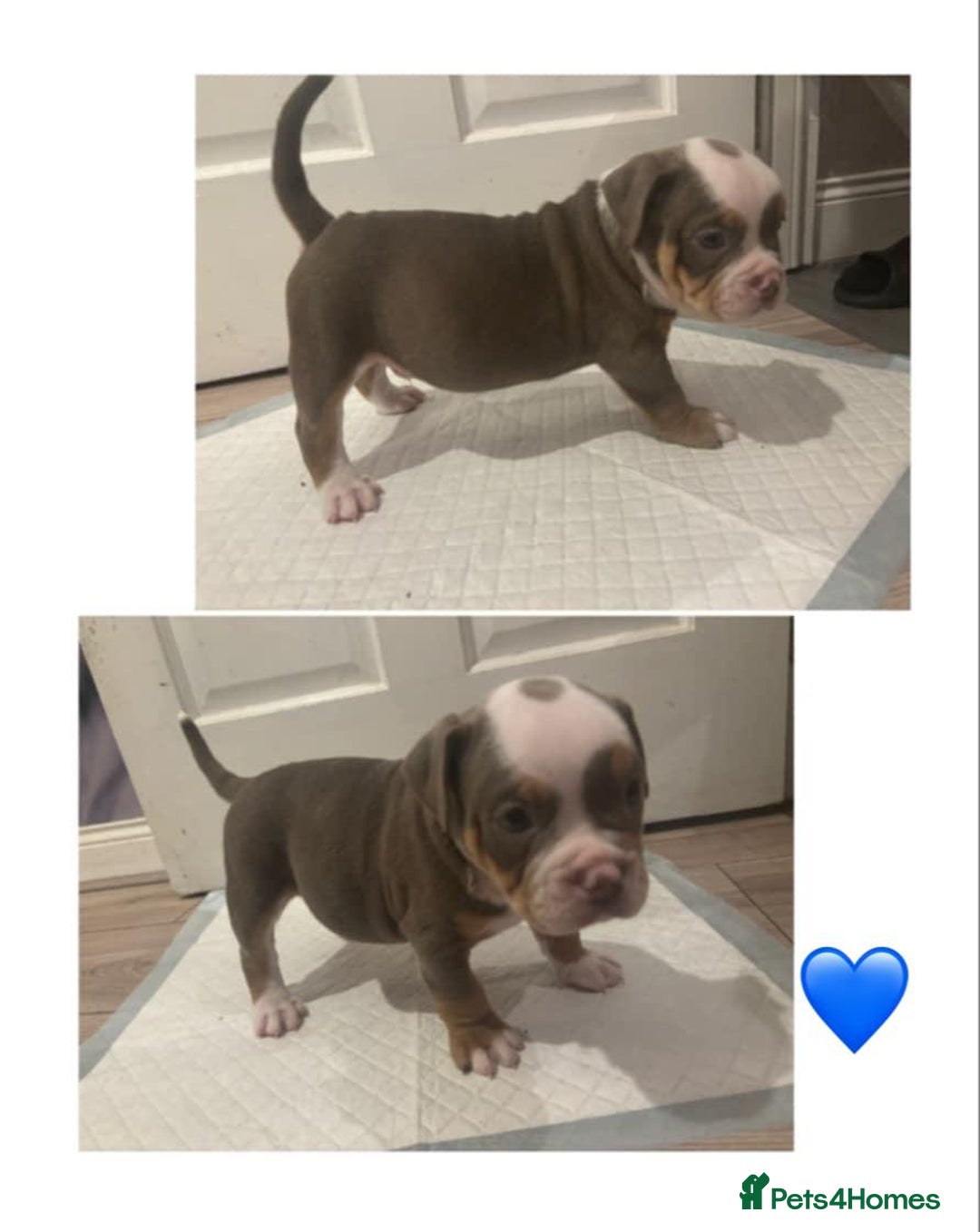 Olde English Bulldogge dogs for sale: Olde English bulldogge puppies  - Image 3