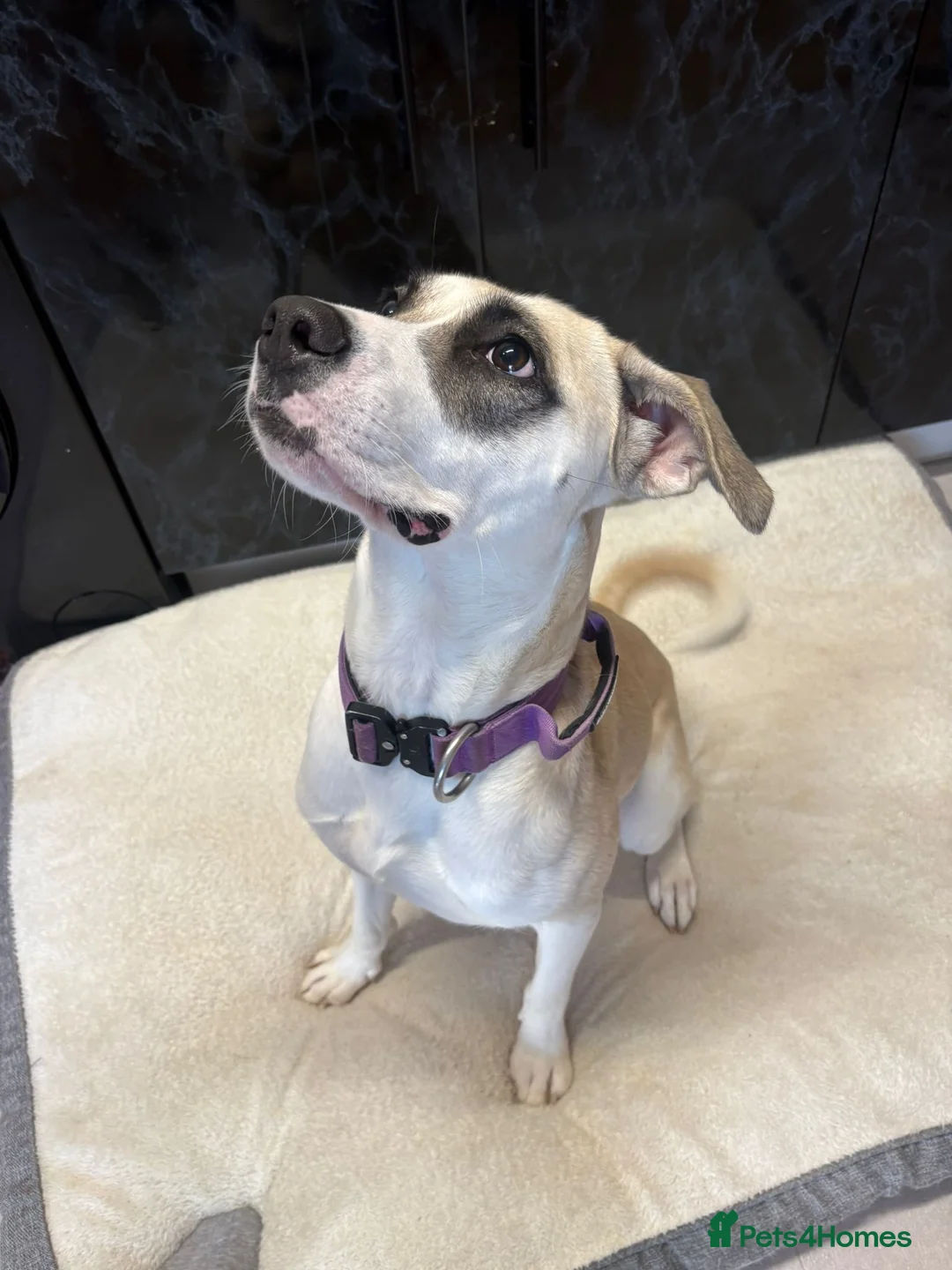 Mixed Breed dogs for sale: American bulldog mixed  - Advert 4