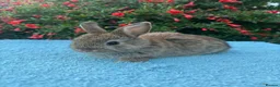 Mixed Breed rabbits for sale: Orange Mini lop + Mini lop cross black orange  - Advert 4
