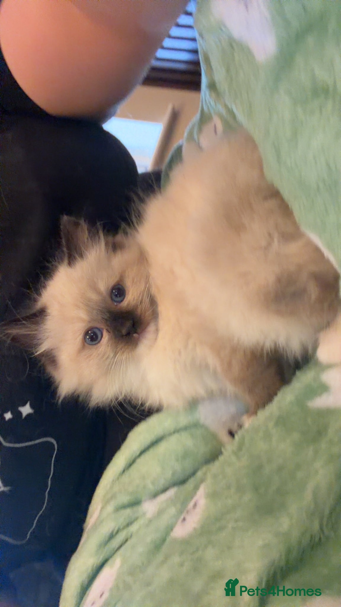 Ragdoll cats Stunning Ragdoll kittens (last girl left) - Advert 1