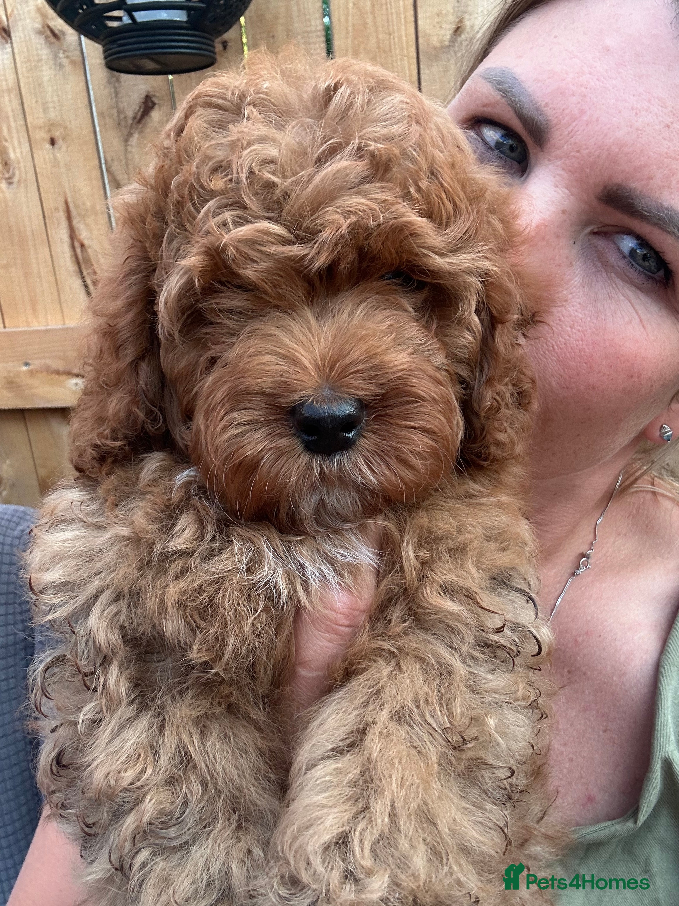 Cockapoo dogs Wonderful healthy puppies can go to new homes  - Advert 2