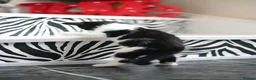 Munchkin cats for sale: Cute Black & White Kitten is looking for a home in Royston - Advert 5
