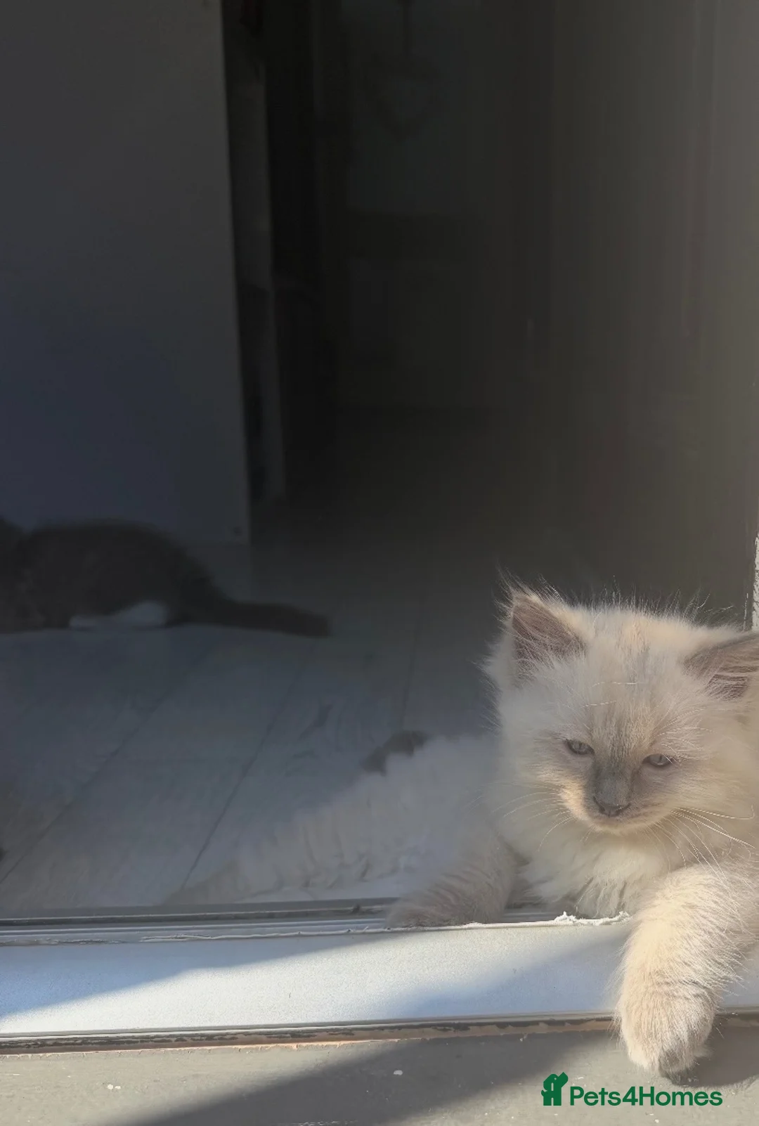 Ragdoll cats for sale: Radoll Kittens - Boy & girl available  - Advert 1