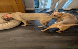 Cane Corso dogs for sale: Cane corso 7 months old  - Image 2